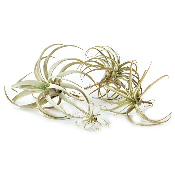 Tillandsia, 4 Sizes