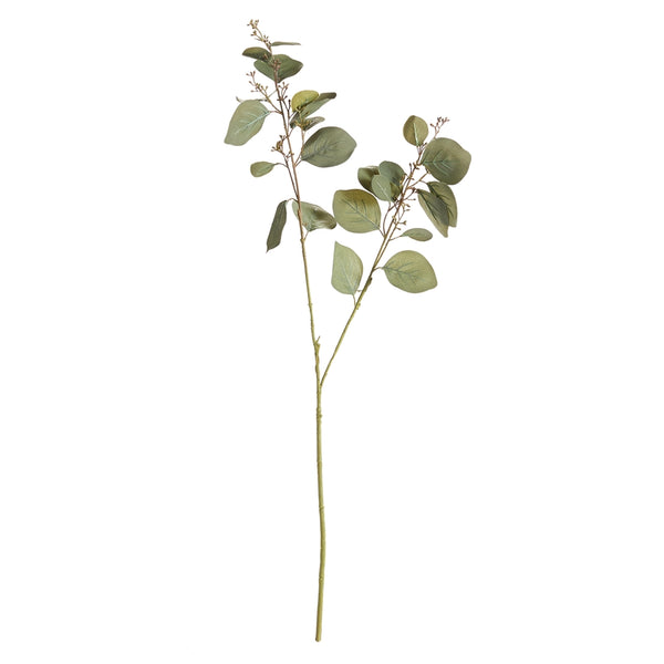 Silver Dollar Eucalyptus Branch, 2 Sizes
