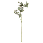 Silver Dollar Eucalyptus Branch, 2 Sizes
