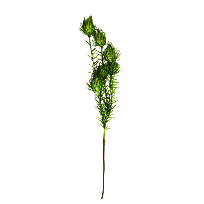 Eva Green Overhanging Bud Branch