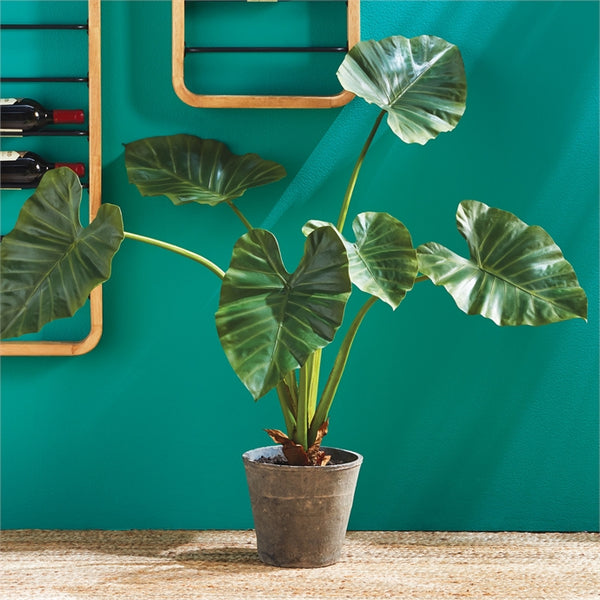 Alocasia Potted 42"