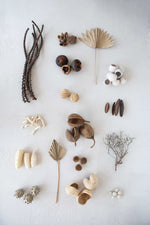 Dried Natural Buddha Nut, 3 Pieces
