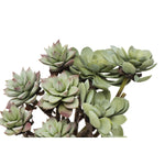Faux Succulent Branch, 2 Styles