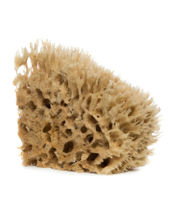 Sea Wool Sponge