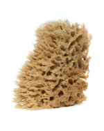 Sea Wool Sponge