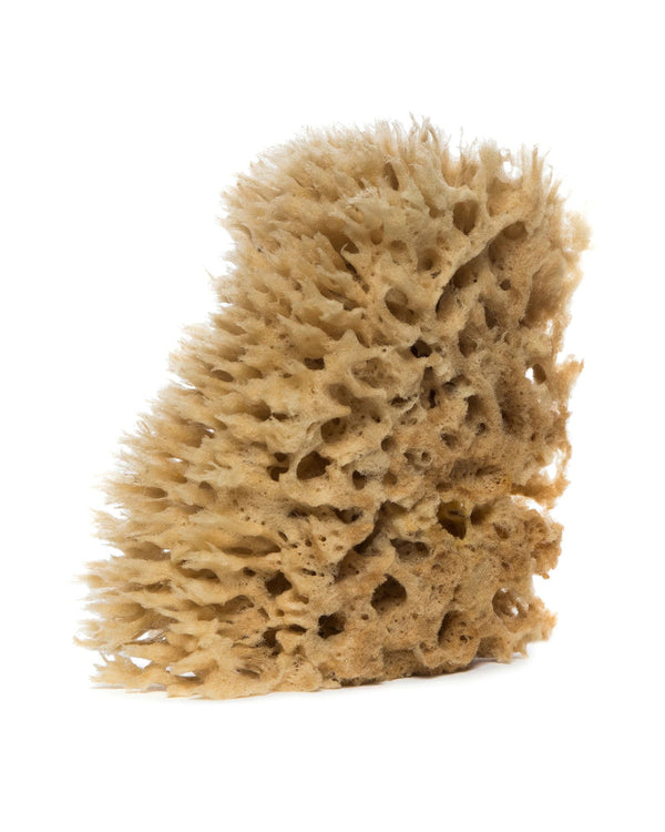 Sea Wool Sponge