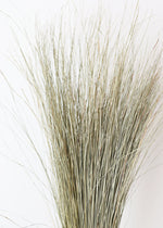 Preserved Green Dune Grass Bundle, 36"