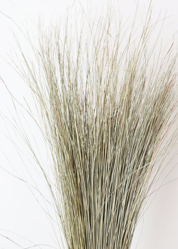 Preserved Green Dune Grass Bundle, 36"