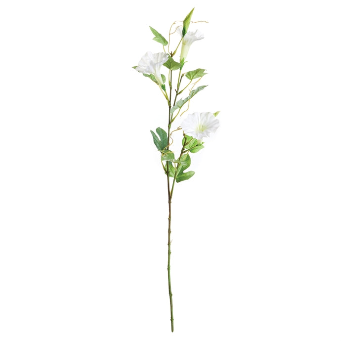 Morning Glory Stem, 24"
