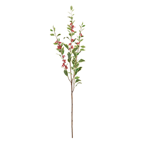 Holly Branch