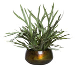 Staghorn in Sosa Bowl, 28?